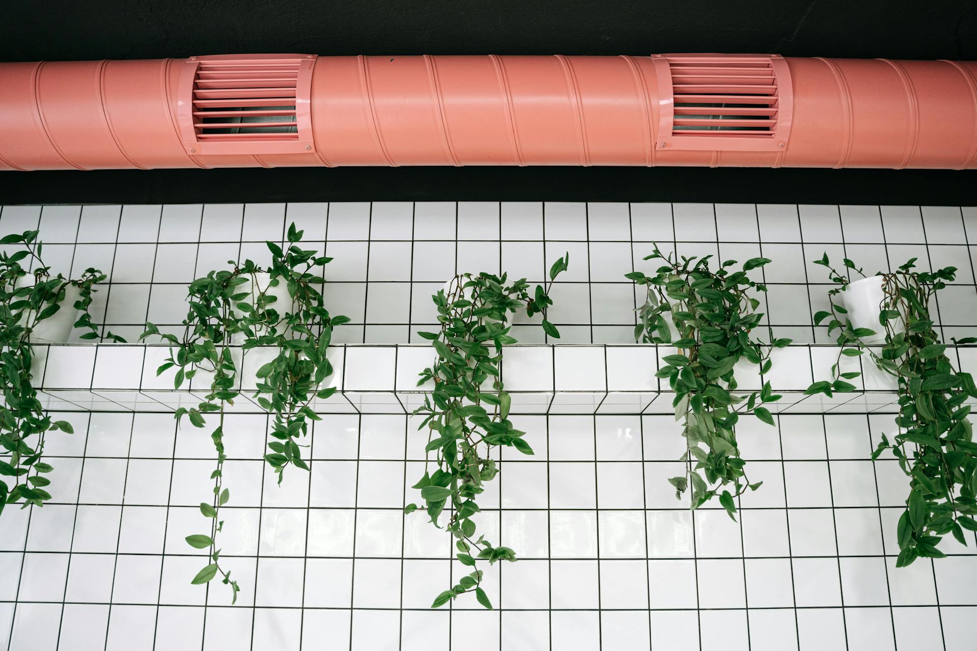 mur blanc avec des plantes et un conduit de ventilation